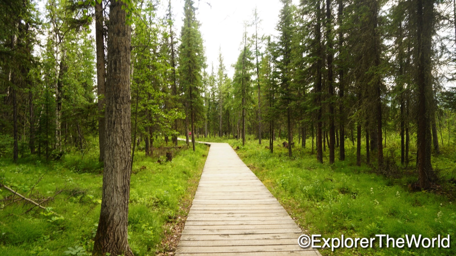 Liard River Hotspings00008